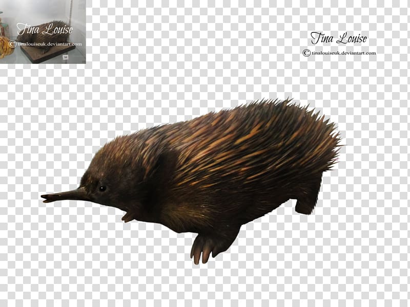 Echidna Hedgehog Beaver Porcupine Fur, Echidna transparent background PNG clipart