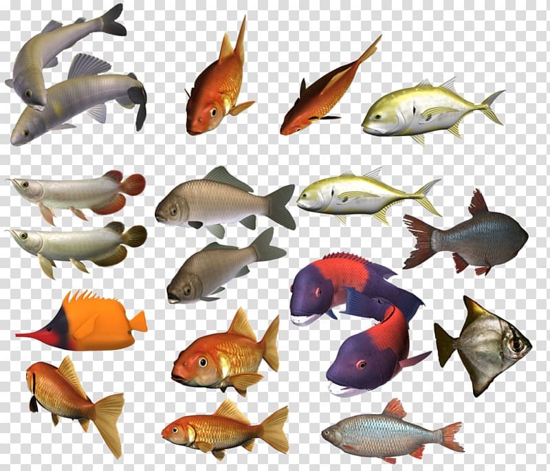 Fish , School of Fish transparent background PNG clipart