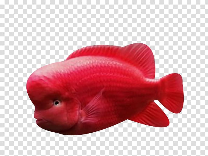 Red Fish Biology, Red red ocean fish transparent background PNG clipart