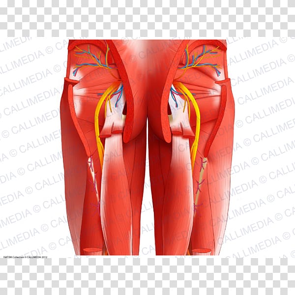 Muscles of the hip Posterior compartment of thigh Human body, adductor muscles of the thigh transparent background PNG clipart