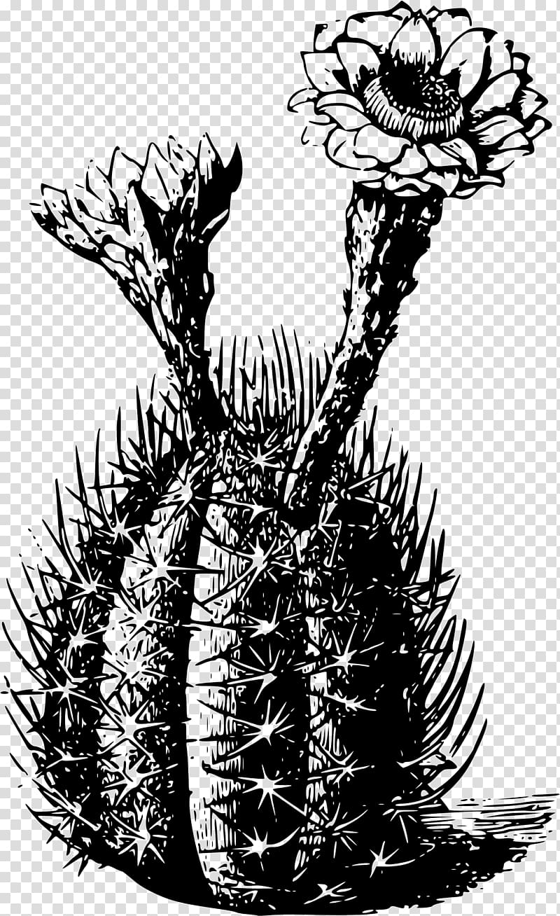Cactaceae Plant Thorns, spines, and prickles, cactus transparent background PNG clipart