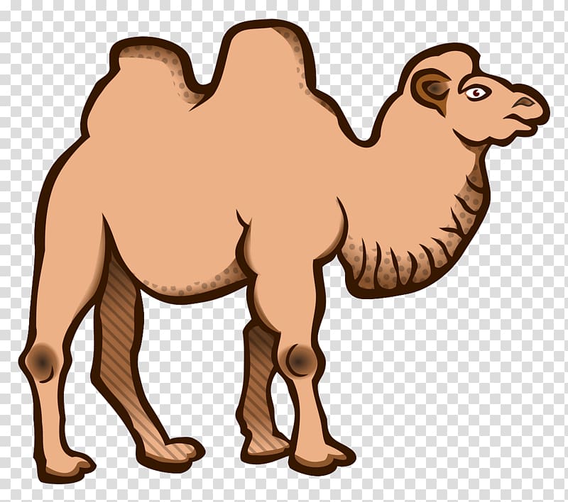 Wild Bactrian camel Dromedary , camel transparent background PNG clipart