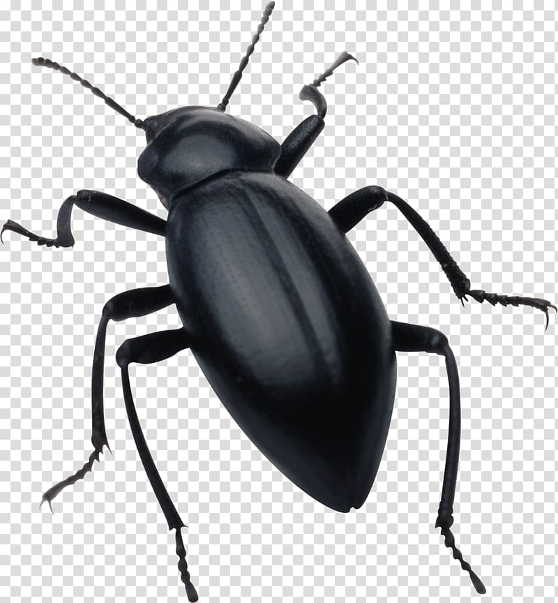 Insect , Black Bug transparent background PNG clipart