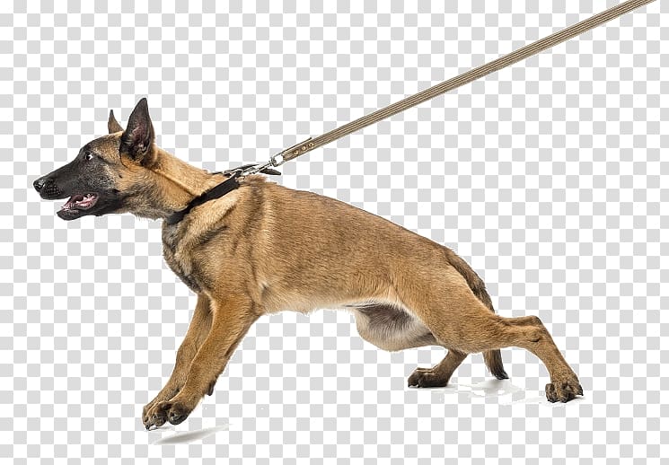 Dog bite Puppy Collar Leash, Dog transparent background PNG clipart