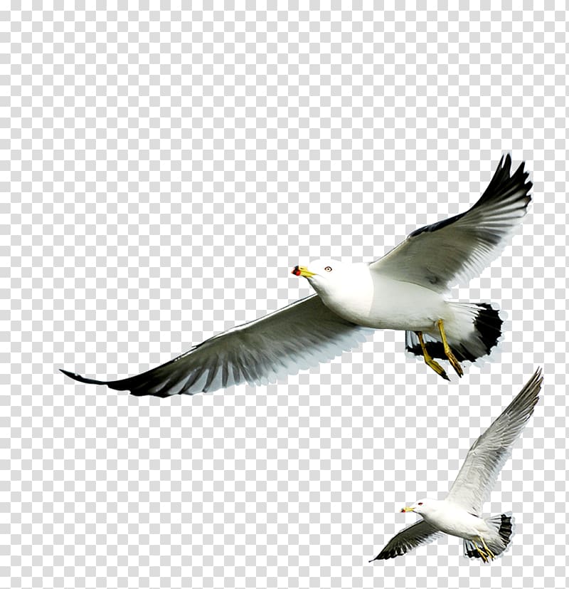 European Herring Gull Gulls, others transparent background PNG clipart
