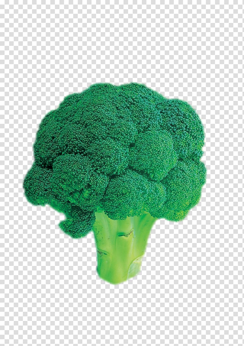 Broccoli Vegetable, broccoli transparent background PNG clipart