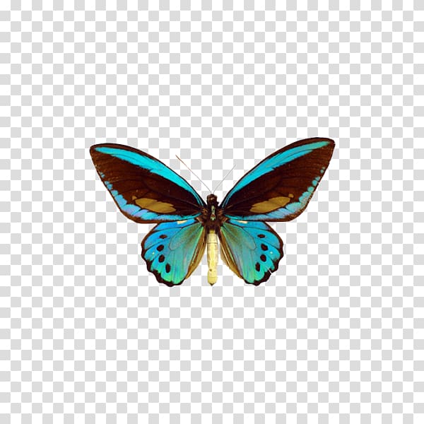 Swallowtail butterfly Queen Alexandra\'s birdwing Ornithoptera priamus, butterfly festival transparent background PNG clipart