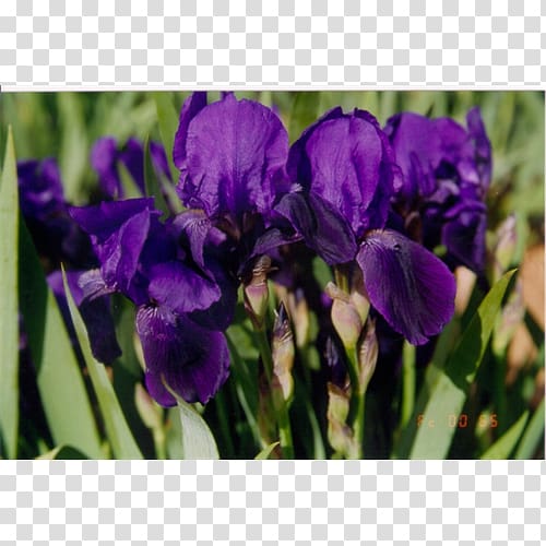 Orris root Terra Ceia Farms Bulb Tulip Irises, bulb transparent background PNG clipart