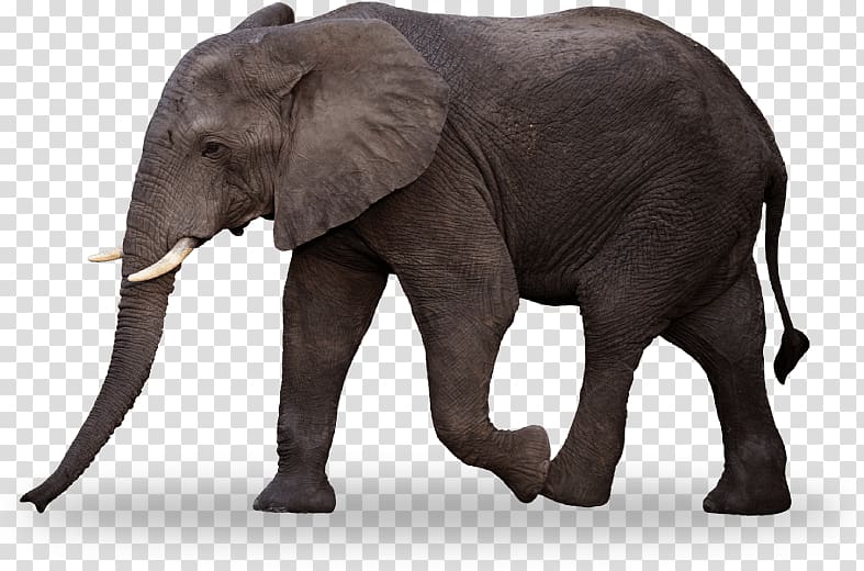 Indian elephant African bush elephant Kids Coloring Book for kids Child, elephant transparent background PNG clipart