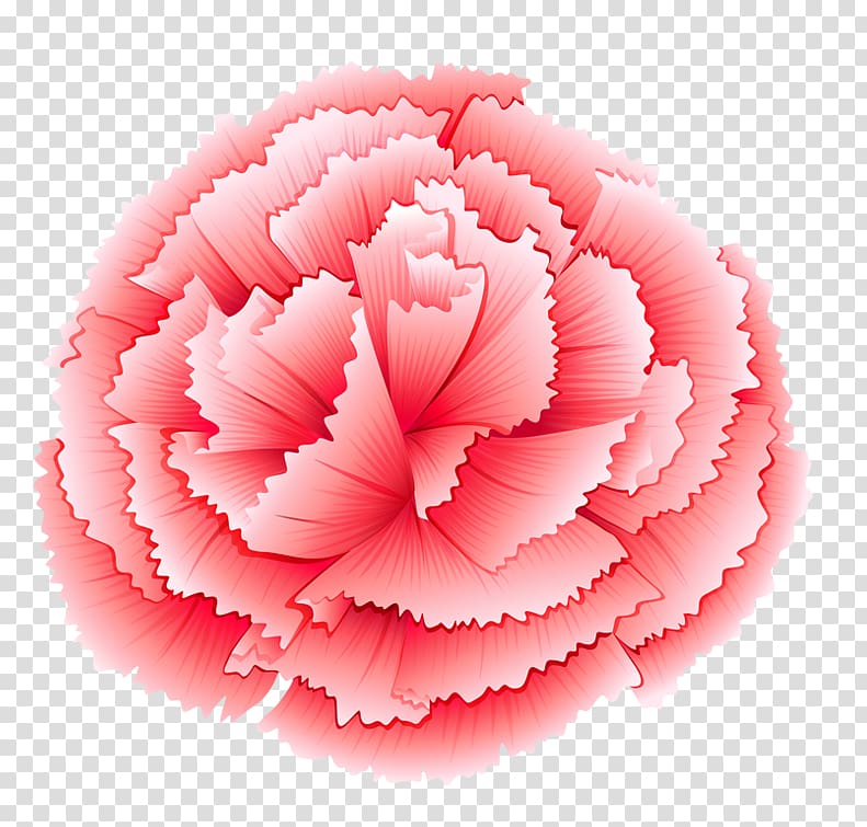 Carnation Pink flowers illustration, Pink flowers i transparent background PNG clipart