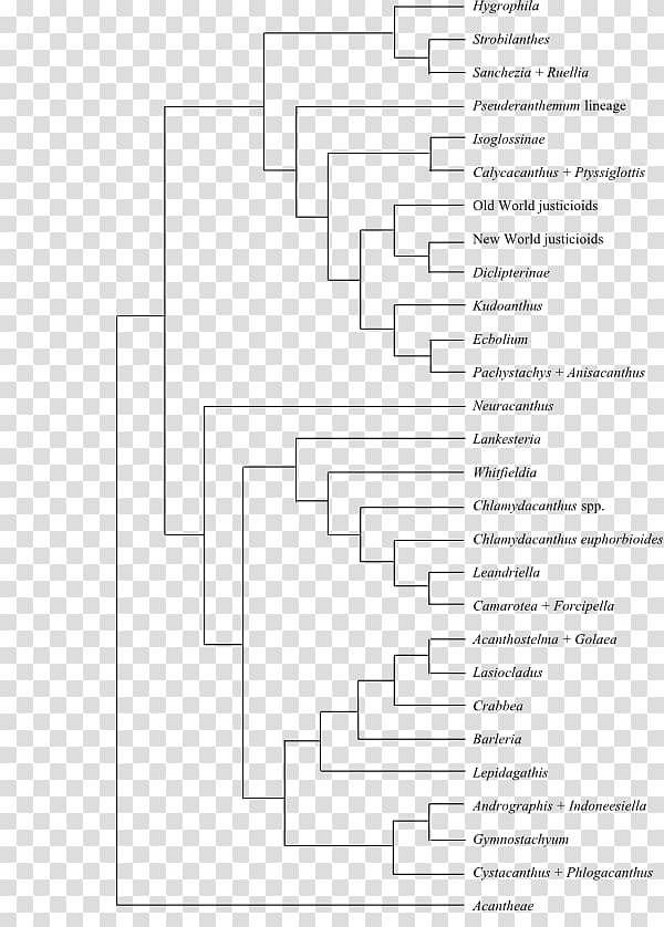 Phylogenetic tree Phylogenetics Cladogram Fusarium solani, others transparent background PNG clipart