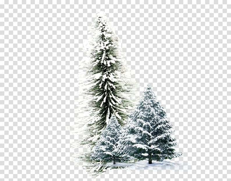 Winter , Winter pine transparent background PNG clipart