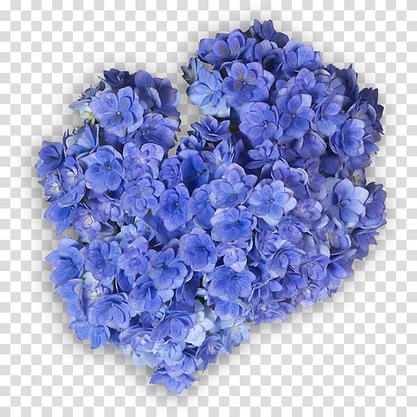 Hydrangea Cut flowers Ornamental plant Lavender Violet, hortensia transparent background PNG clipart