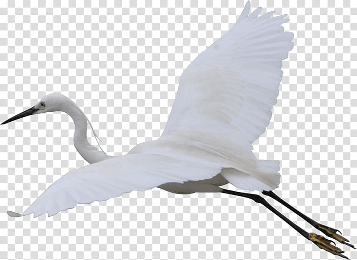 Fujian White Crane Bird Cygnini, Free flying crane to pull the material transparent background PNG clipart