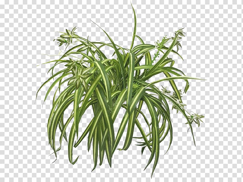 green leaf plant, Chlorophytum comosum NASA Clean Air Study Houseplant Leaf, green leaves potted buckle transparent background PNG clipart