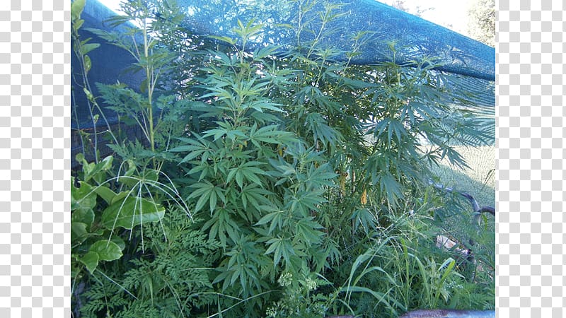 Cannabis Vegetation Rainforest Lawn Tree, marijuana plant with face transparent background PNG clipart