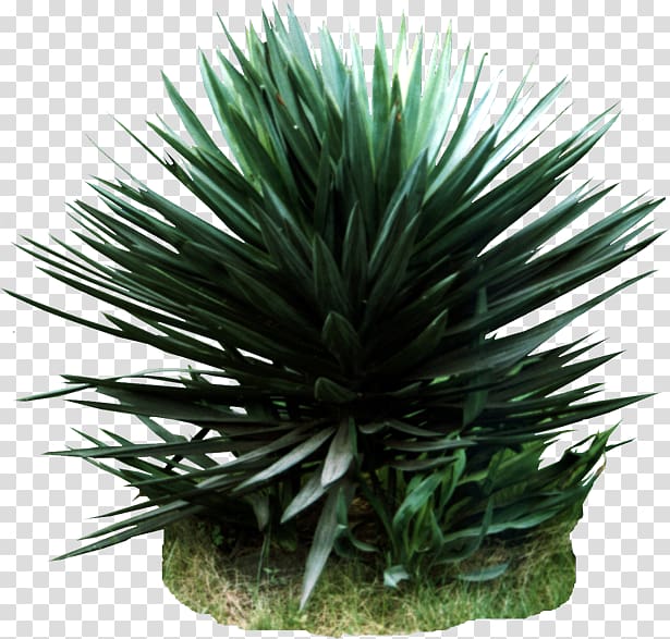 Agave azul Houseplant , others transparent background PNG clipart