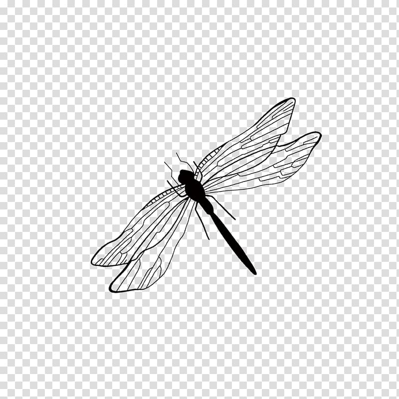 Insect Cartoon, dragonfly transparent background PNG clipart