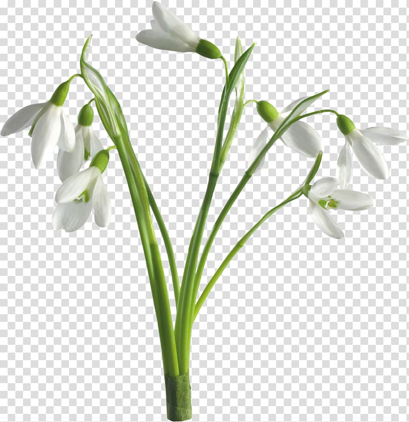 Snowdrop Desktop Flower Spring, snowdrop transparent background PNG clipart
