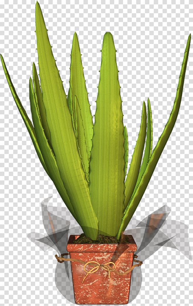 Agave azul Flowerpot Houseplant Aloe vera Plant stem, others transparent background PNG clipart