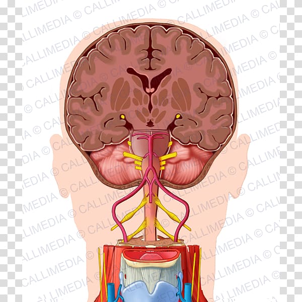 Neck Organ Human head Anatomy, nose transparent background PNG clipart