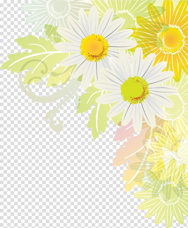 Oxeye daisy Transvaal daisy Cut flowers Chrysanthemum Floral design, Cosmos Flower transparent background PNG clipart