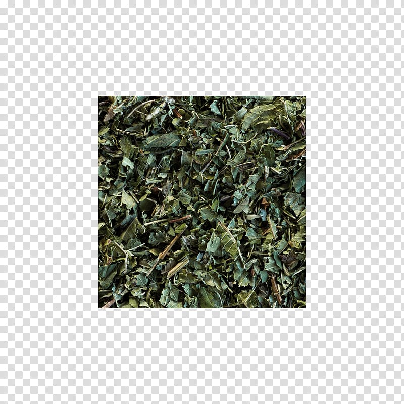 Sencha Green tea Gunpowder tea Oolong, green tea transparent background PNG clipart