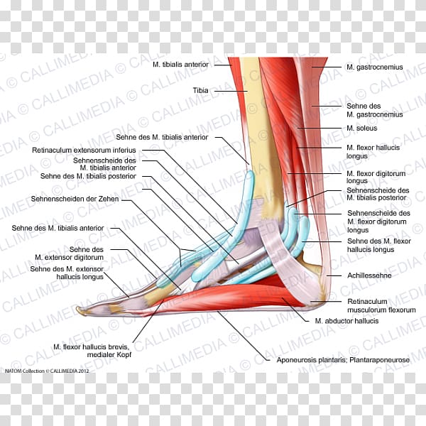 Elbow Foot Human anatomy Muscle, bursa transparent background PNG clipart