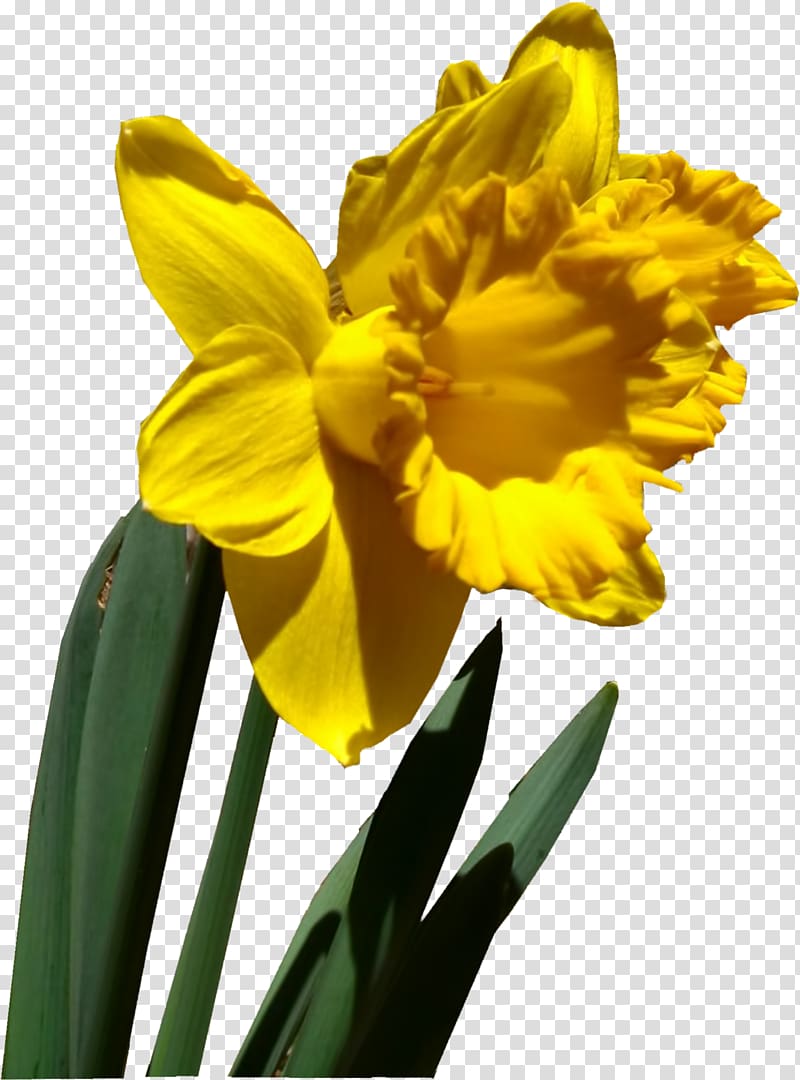 Milwaukee Flower Spring Petal Winter, Narcissus transparent background PNG clipart