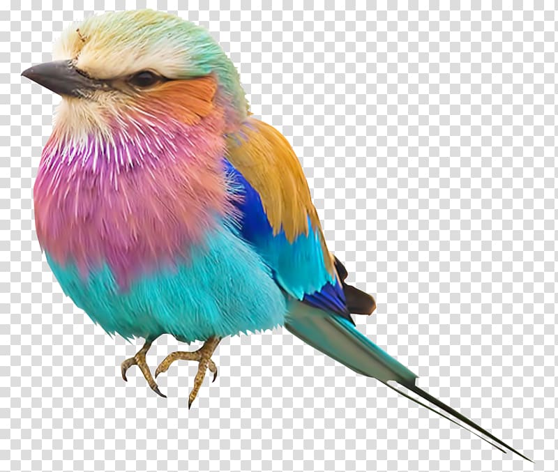 Bird Lilac-breasted roller Color Pink robin , Bird transparent background PNG clipart