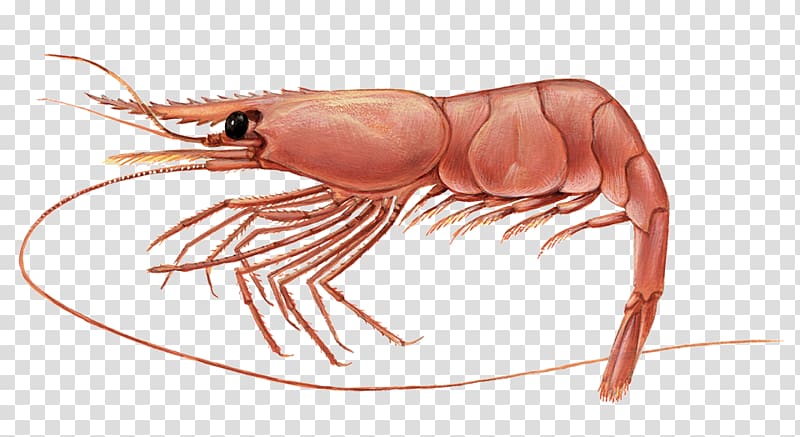 Pandalus borealis Shrimp Prawn Chum salmon Swordfish, shrimps transparent background PNG clipart