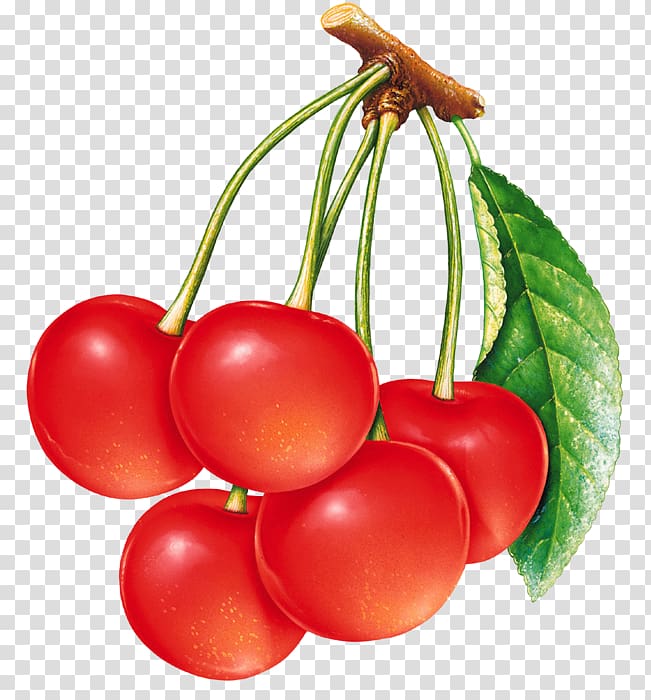 National Cherry Festival Bing cherry Barbados Cherry Sour Cherry, cherry transparent background PNG clipart