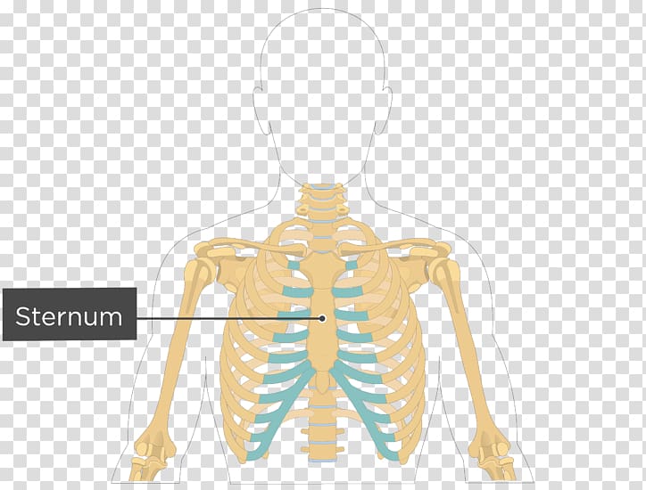 Rib Cage Transparent Background Png Cliparts Free Download Hiclipart - chest bone roblox