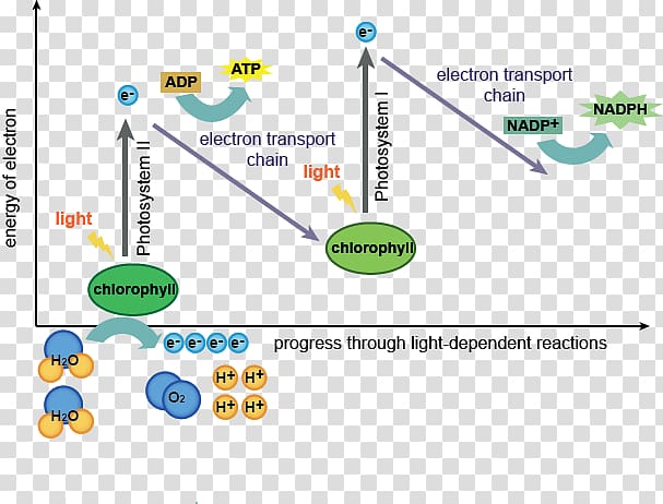 Light-dependent reactions Light-independent reactions synthesis Thylakoid, light transparent background PNG clipart