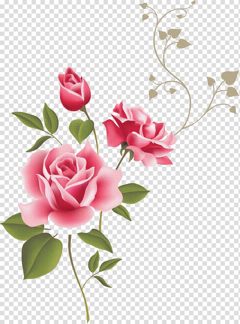 pink roses art, Vintage Roses: Beautiful Varieties for Home and Garden Pastel , real flower transparent background PNG clipart