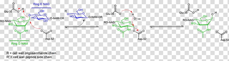 Lysozyme Mechanism of action Tears Mucus Bacteria, action transparent background PNG clipart