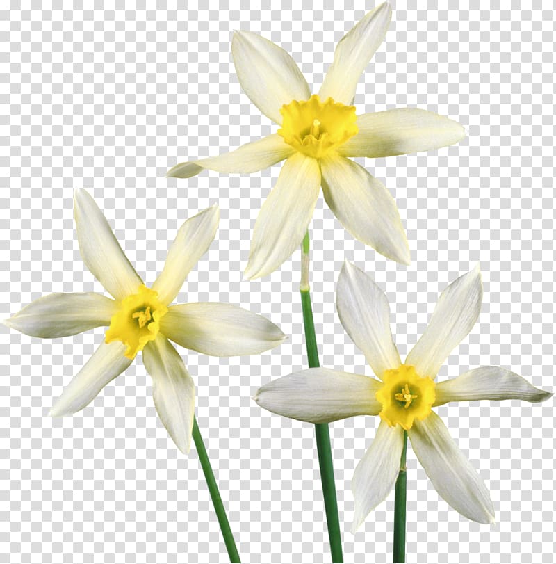 Flower Daffodil , Narcissus transparent background PNG clipart