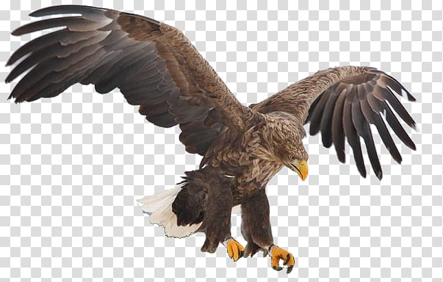 Bird Bald eagle White-tailed eagle Golden eagle, Bird transparent background PNG clipart