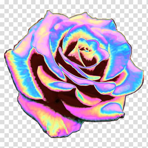 Rainbow rose Garden roses T-shirt Cabbage rose Cut flowers, T-shirt transparent background PNG clipart