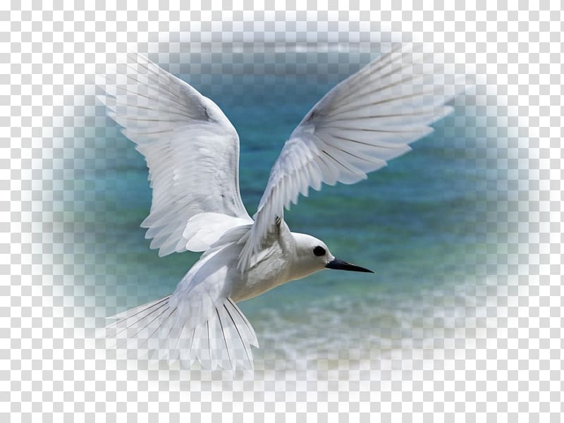Bird flight Owl Gulls White tern, Bird transparent background PNG clipart