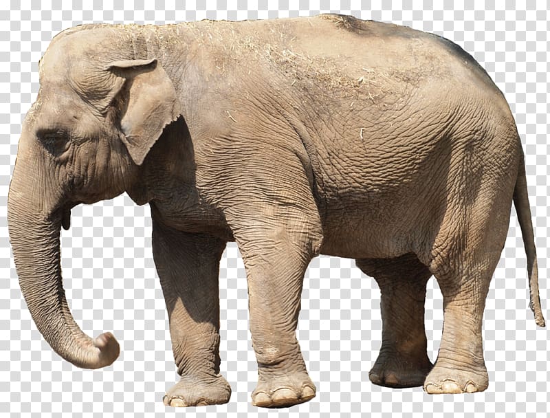 Indian elephant African elephant Niconico Tusk, elephant transparent background PNG clipart