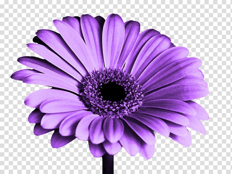 Purple High-definition television 5K resolution 4K resolution , Purple chrysanthemums transparent background PNG clipart