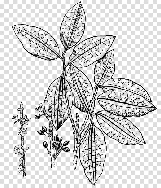 Erythroxylum coca Drawing , Leaf transparent background PNG clipart