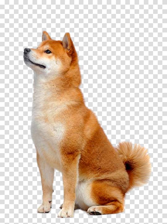Look to the front of the Shiba Inu transparent background PNG clipart