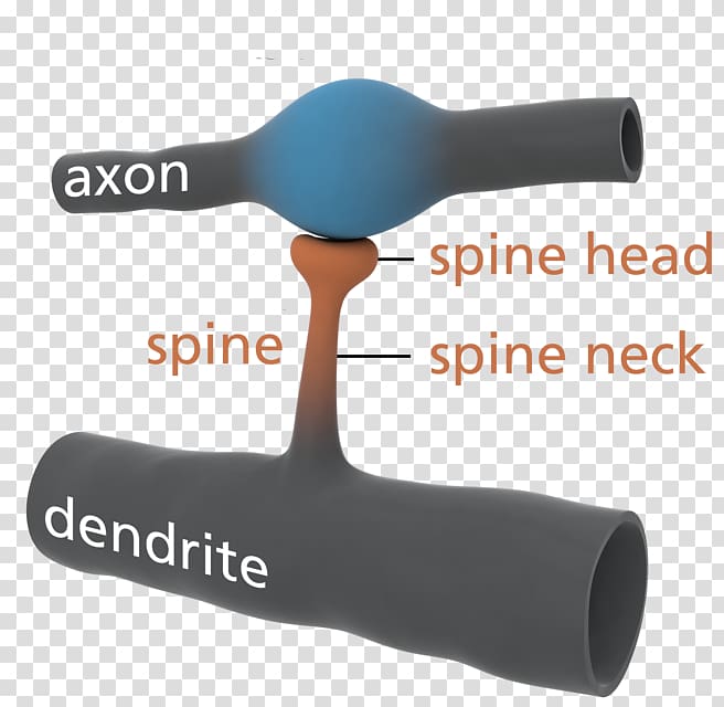 Dendritic spine Dendrite Brain size, Brain transparent background PNG clipart