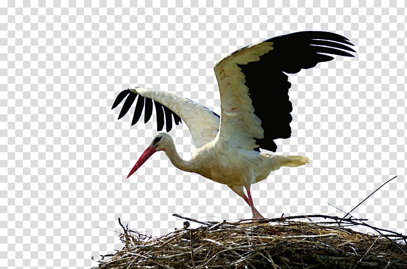 White stork Bird Crane Wader Animal migration, white crane transparent background PNG clipart