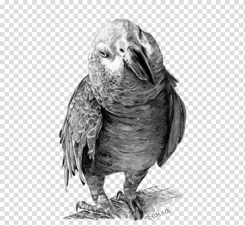 Parrot Drawing birds Pencil Sketch, african grey parrot transparent background PNG clipart