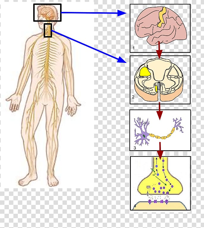 Somatic nervous system Peripheral nervous system Parasympathetic nervous system Autonomic nervous system, nervous system transparent background PNG clipart