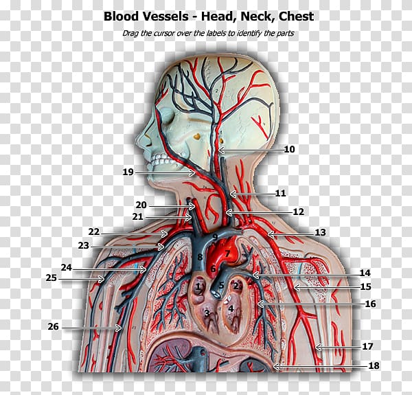 Blood vessel Human body Anatomy Circulatory system, blood transparent background PNG clipart