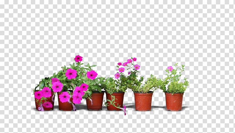 pink petaled flowers on pots, Real flower pots transparent background PNG clipart